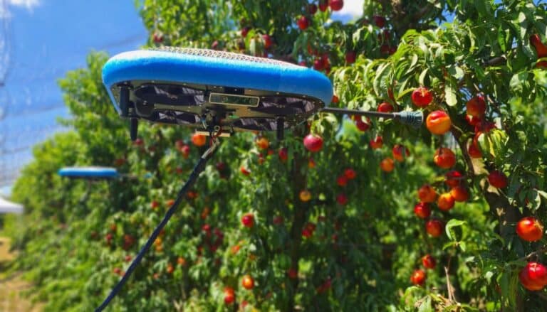 Drone para colheita de maçã: Dispositivo com IA identifica e colhe frutas maduras